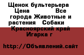 Щенок бультерьера › Цена ­ 35 000 - Все города Животные и растения » Собаки   . Красноярский край,Игарка г.